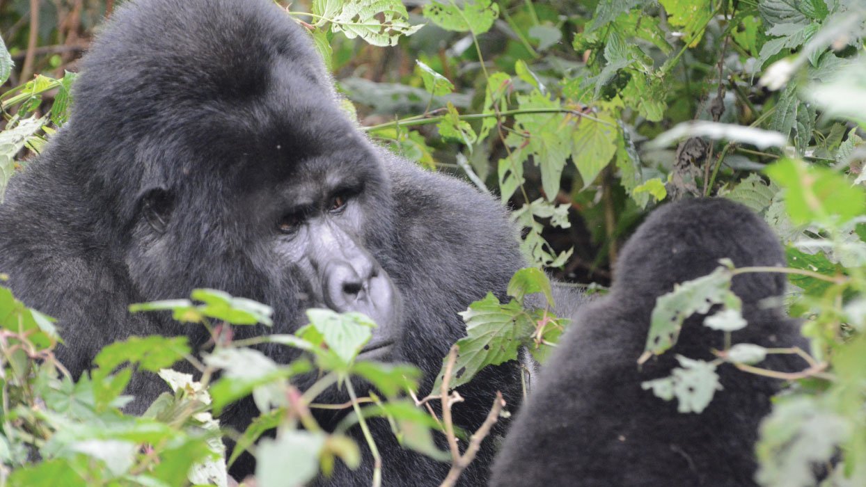 gorilla tours from kigali