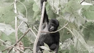 Gorilla Trekking