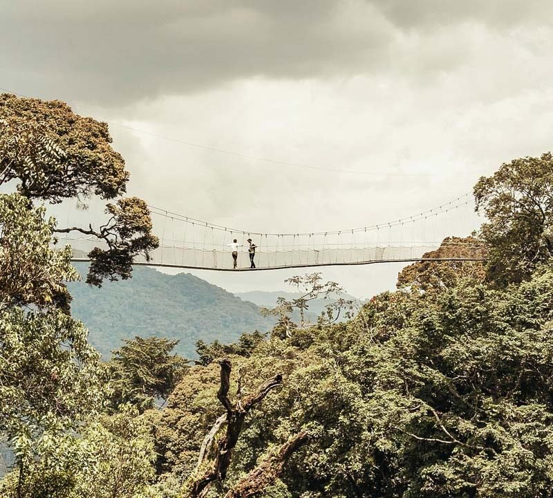 Nyungwe Bridge Walk