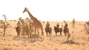 Luxury Safaris Horse Ride