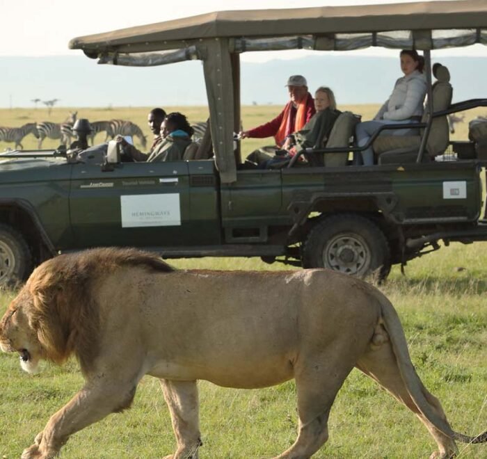 Watching the Lion at a Safari