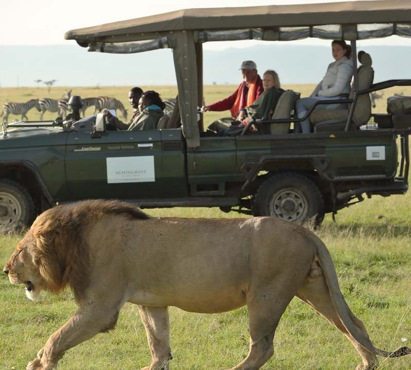 Watching the Lion at a Safari