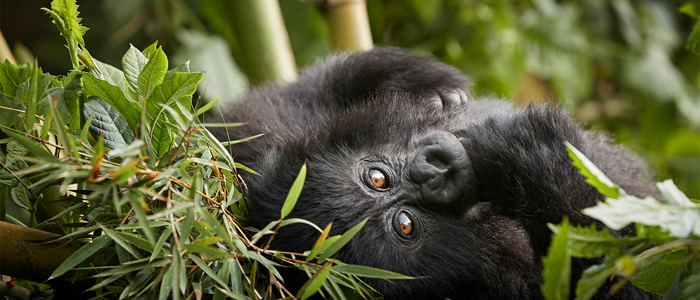 Witness the Thrill: Iconic Wildlife Encounters