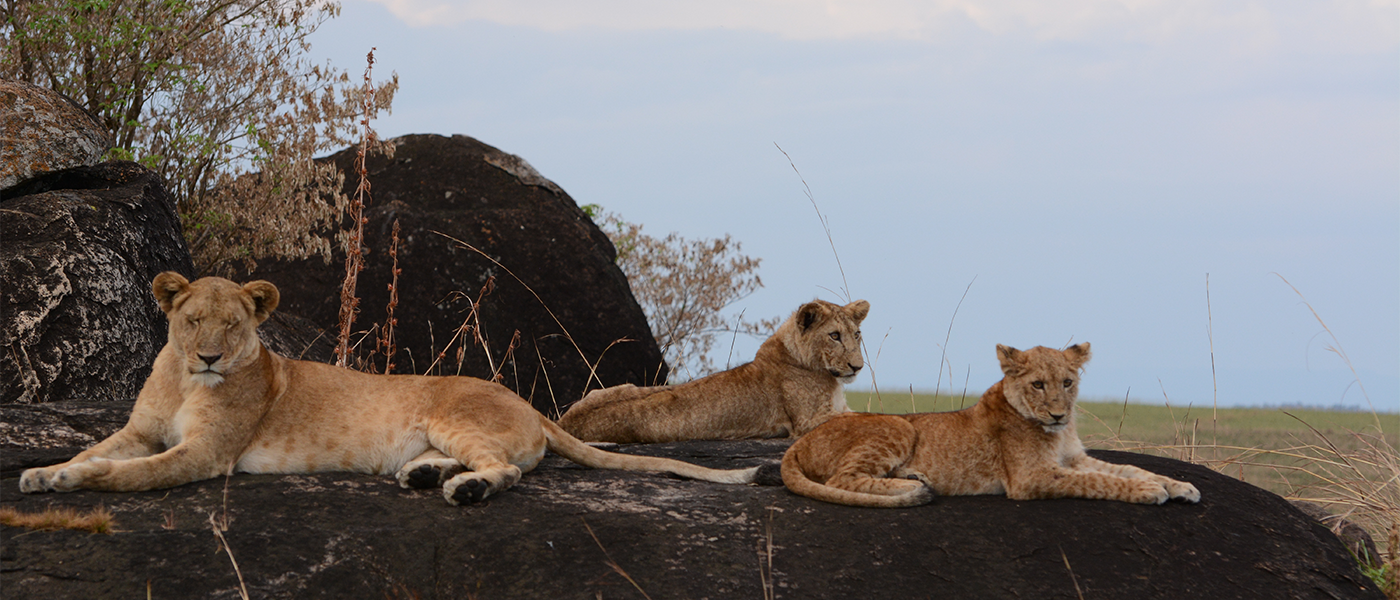 Discover Africa's iconic Big Five adventure