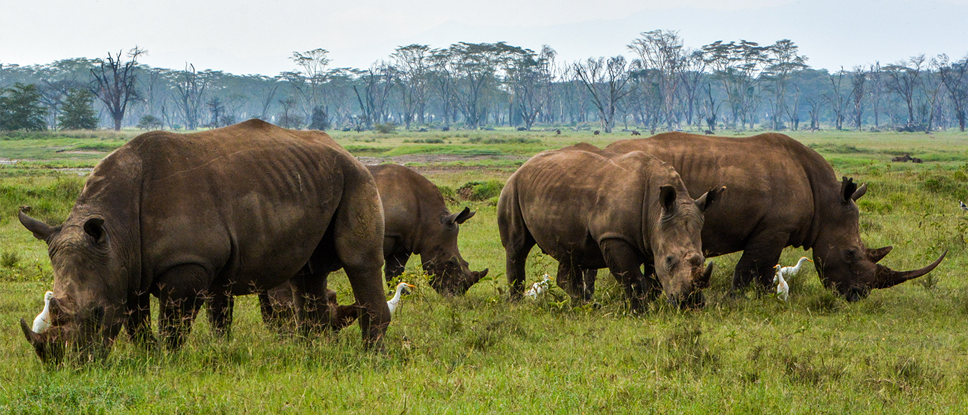 Discover wildlife in untamed safari lands