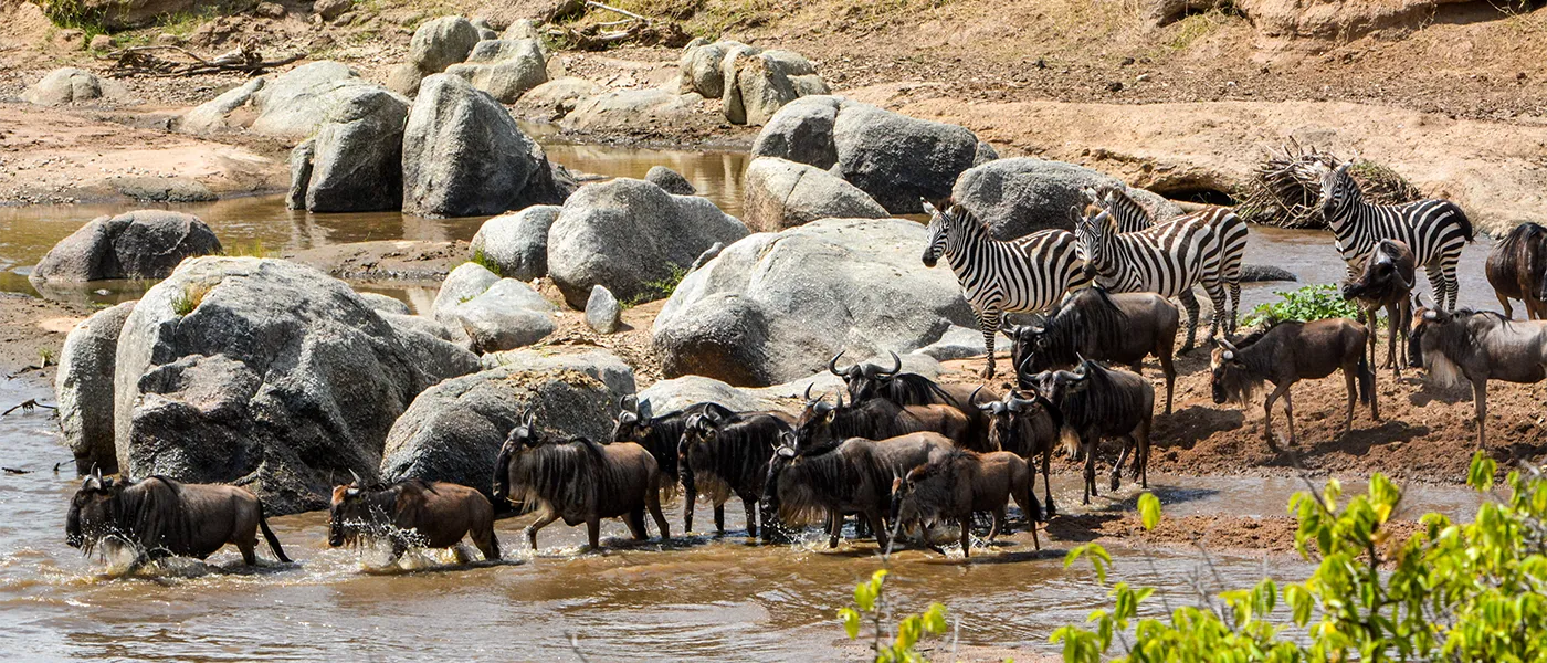 Millions Moving: See Nature's Epic Scale