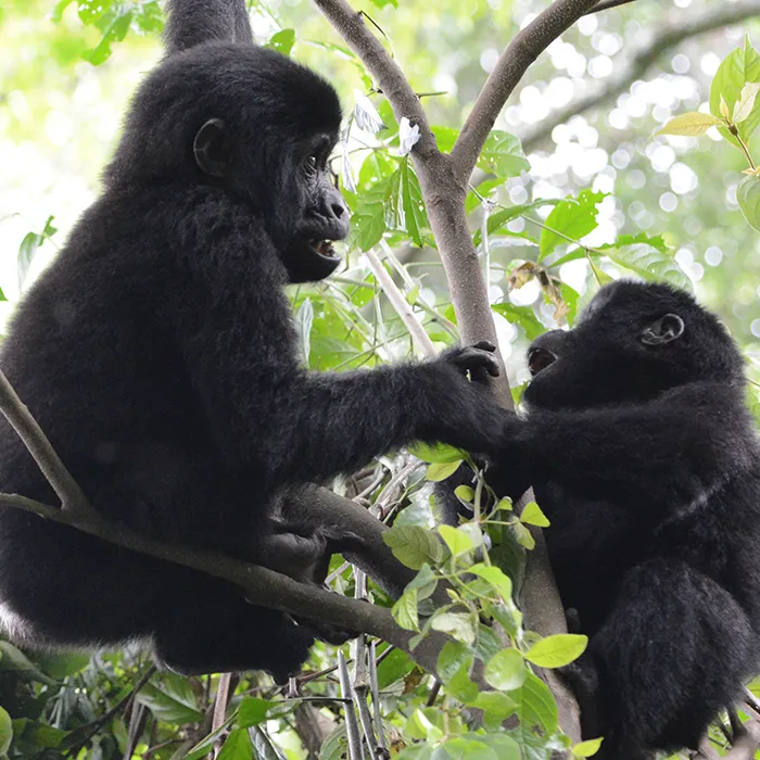 3-Days Gorilla Trekking by Air