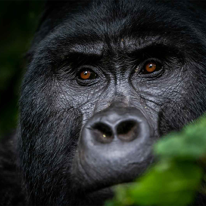 3-Days Gorilla Trekking by Road