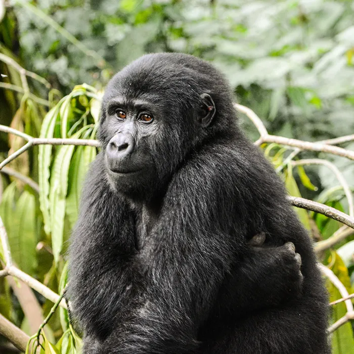 6-Days Great Apes: Gorillas, and Chimps Safari by Road