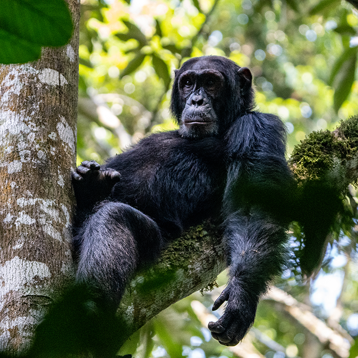 6-Days Great Apes: Gorillas, and Chimps Safari by Air