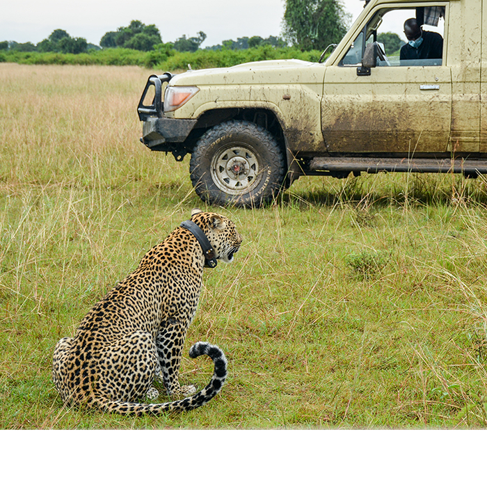 9-Days Great Apes and Big Cats: Gorillas, Chimps, and Carnivore Tracking Safari