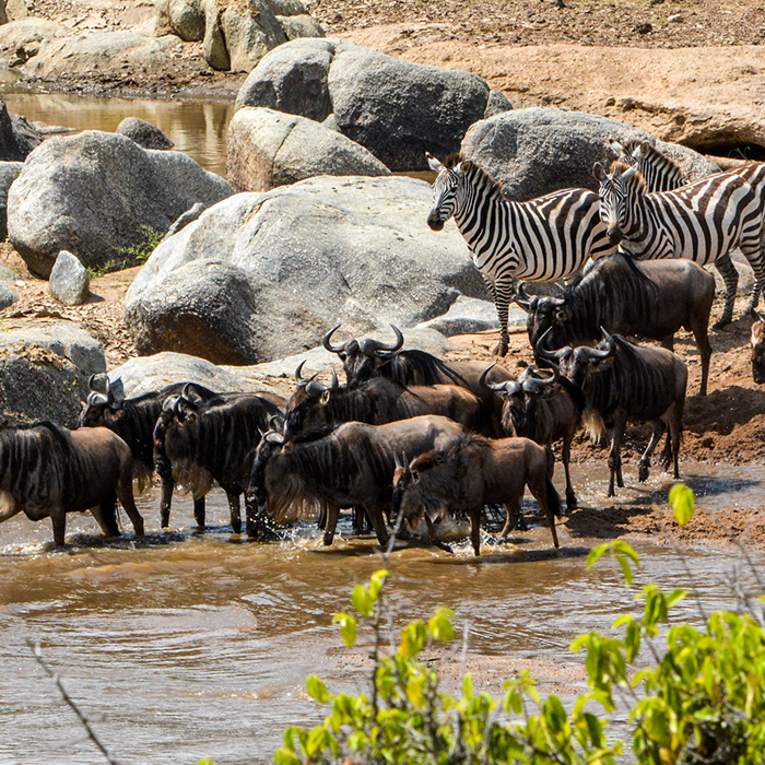 6-Days Nairobi and Masai Mara National Reserve