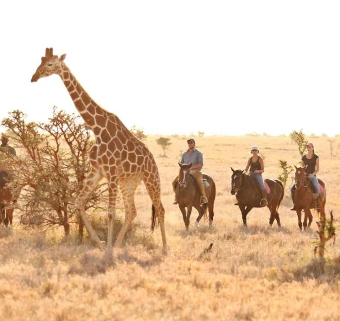 Luxury Safaris