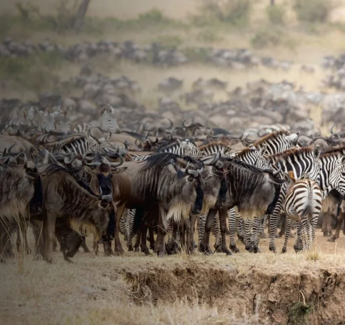 Wildlife Safari Drives