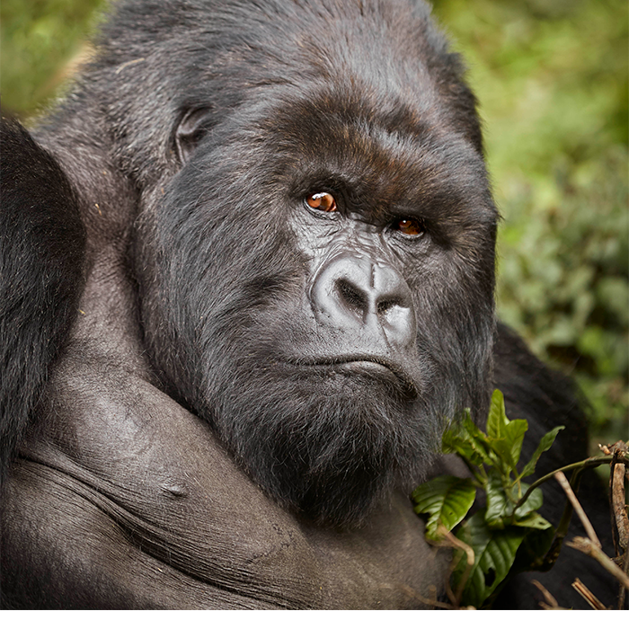 10 Days Luxury and Premium Western Uganda Safari