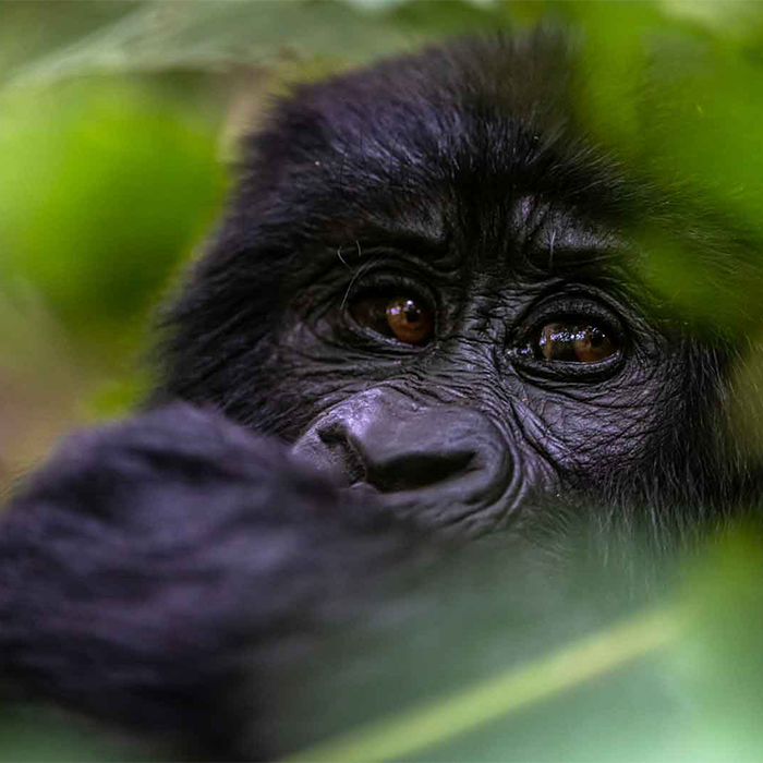 3 Days Rwanda: Gorilla and Golden Monkey Tracking in Volcanoes National Park