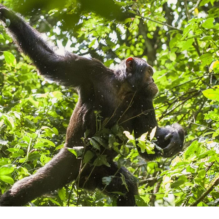 7 days Rwanda: Gorilla Tracking in Volcanoes National Park, Chimp Tracking in Nyungwe Forest, and a Tranquil stay at Lake Kivu