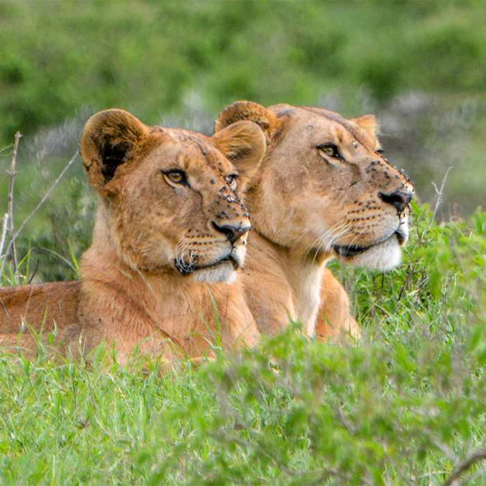 7-Days Serengeti and Masai Mara